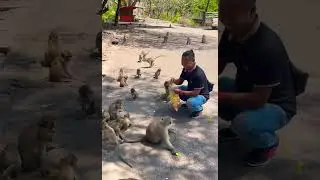 I just feeding monkey foods to eat