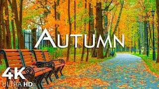 4K Autumn Forest 🍁 Relaxing Nature Video & River Sound [ September Golden Season ] 3 hours Ultra HD