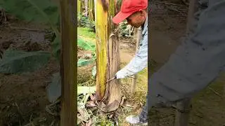 RUBBER HARVEST &mdash; renewal from the old｜حصاد المطاط &mdash; تجديد من القديم #farming