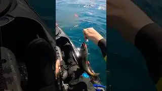 POV - Catch in bad weather. #fishing # #extremefishing #eastlothian #kayakfishing