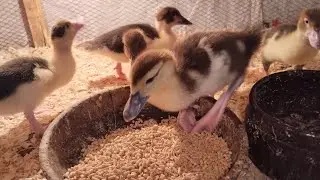 البط البلدى الخليط 