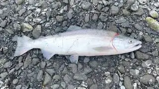 Red Salmon Snagging/ Seward Alaska 2021