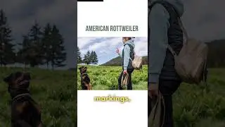 American Rottweilers are the best! #shorts