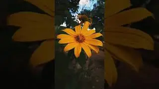Vertical video flower 🌻✨