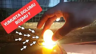 5 Cİ GÜN YUMURTA DÖL KONTROL NASIL YAPILIR? KULUÇKALIK YUMURTA DOLUMU BOŞMU NASIL ANLAŞILIR ?