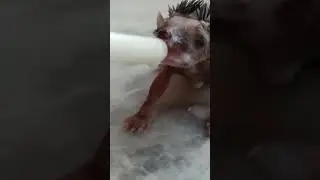 Brandts hedgehog baby drinking milk#shots#video#animal#wildlifeanimallovers#