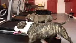Dogs Run on Treadmills