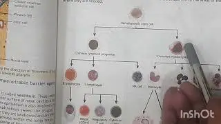 Second line of immune defence (Macrophages, dendritic cells, Neutrophils and Natural killer cells)