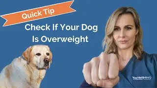 How To Tell If My Dog Is Overweight? | Your Vet Online