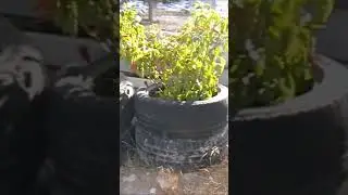 RUTH STOUT growing method in tires/tyres