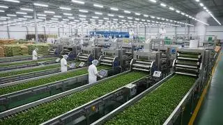 Inside a Modern Factory From Mountain Leaf to Teacup #insidethefactory #tea