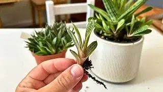 Propagating Succulents By Offsets | So Easy!