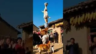 Amazing Dog Circus Tricks! #DogCircus #SkilledDogsfunny dog showing there skills #funny #funnyshorts