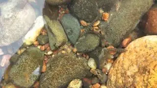 Fishes of a hillstream in the Western Ghats - Part I