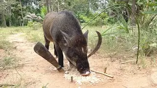 Amazing Unique Wild Pig Make Trap Twin knives #wildanimal #animals #shortvideo #camping #bushcraft
