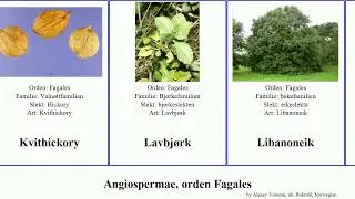 Angiospermae, orden Fagales angiosperms eik vingen&oslash;tt Sydb&oslash;kfamilien valn&oslash;tt Kinesisk vintereik