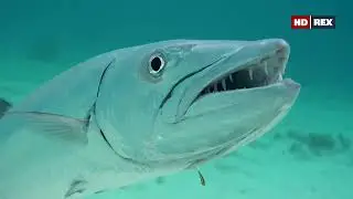Как на коралловом рифе большая барракуда (Sphyraena barracuda) пользуется услугами рыб-чистильщиков?