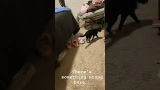 My cat is either schizophrenic, sees ghost cats or is training to fight #jakepaul #catshorts
