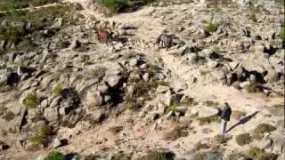 Free Living Horses at National Park Peneda Ger&ecirc;s (Portugal) - Part2