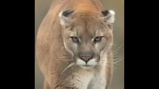 Wild Cougar treed by brave dog