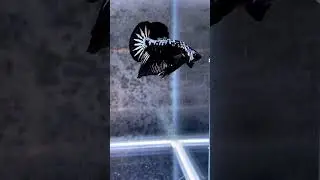 Betta fish 🐠 black samurai betta fish (fighter fish)