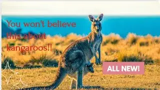 Kangaroos: The mystery, the magic and the lessons they leave us
