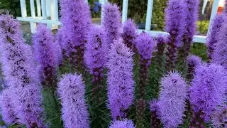Liatris, Gay Feathers 