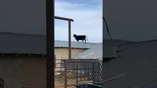 Just another cow on the roof... 😂 fbarcattle (TT) #roofershelper #roof #roofer #roofing #farm #barn