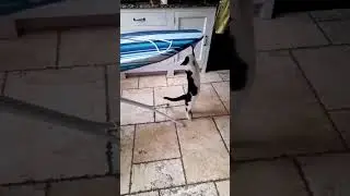 Jim Cat Takes on the Ironing Board