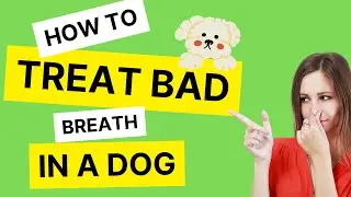 How To Treat Bad Breath In A Dog And Why You Must Not Ignore The Smelly Breath