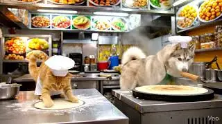 Cat and Dog Cooking