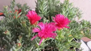 Como Cuidar la PORTULACA | Aprendiendo a Cuidar
