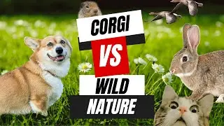 Corgi drama on the wild nature. Field walk. Running corgi