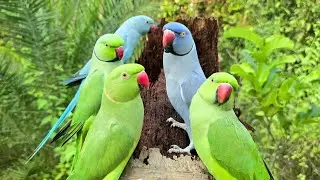 Amazing Cute Ringneck Parrot