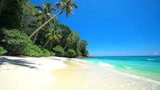 Tropical Rainforest 8K &ndash; Jungle Meets Ocean Serenity 🌿✨