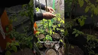 Pepper Breeding Talk pt.4