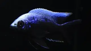 Copadichromis Trewavasae 'Lupingu' - Progress is Beautiful