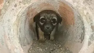 Stray Puppies Stuck in Sewer Pipe Rescued by Rescue Foundation Department