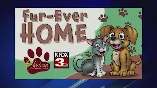 Meet Lucy from the Clay County Animal Shelter!