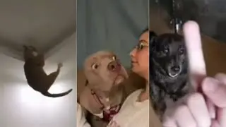 Funny Animal Videos 🤣| Cats and Dogs | Funny Compilation !