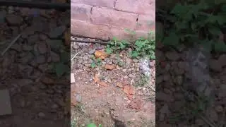 garito  en fermado