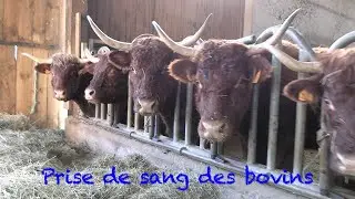 Prise de sang des bovins