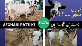 Sohrab Goth Mandi 2022 Rates And Bargaining | Afghani Patti Ki Famous Bachriyaan | Bakra Eid