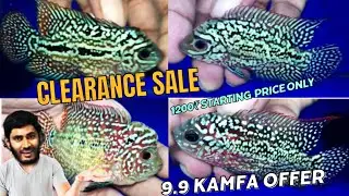 9.9 Kamfas , Hurry limited stock
