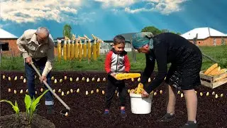 Как вырастить кукурузу из семян в деревне | 2 трудолюбивых дня с милой бабушкой | Сельская жизнь