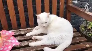 Cats vs Cucumbers &ndash; Hilarious Reactions 🥒