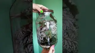 this is how to propagate begonia #plants #houseplants #houseplants #terrarium #begonia