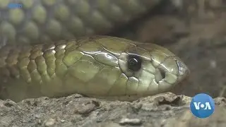 South Africa&rsquo;s Power Crisis Causing Antivenom Shortage | VOANews