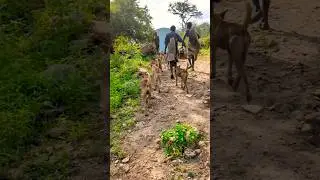 Hadzabe men hunt for their families in any situation #hadzabetribe #africa
