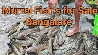 Murrel Fish Harvest @Manassu Agua and Agri Farming Bangalore #fishing #comedy  #korameenu #farmer 